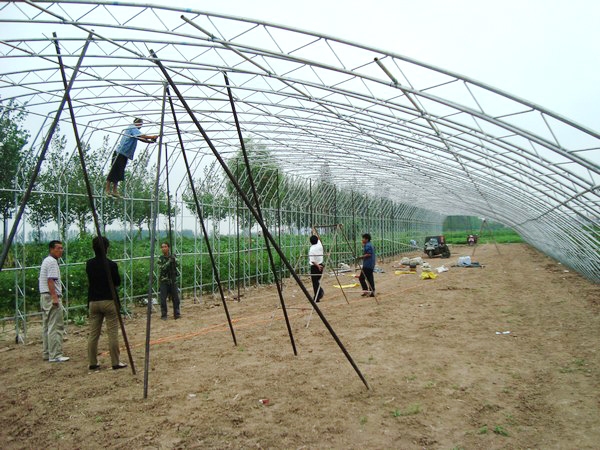 金乡卜集无后墙日光温室